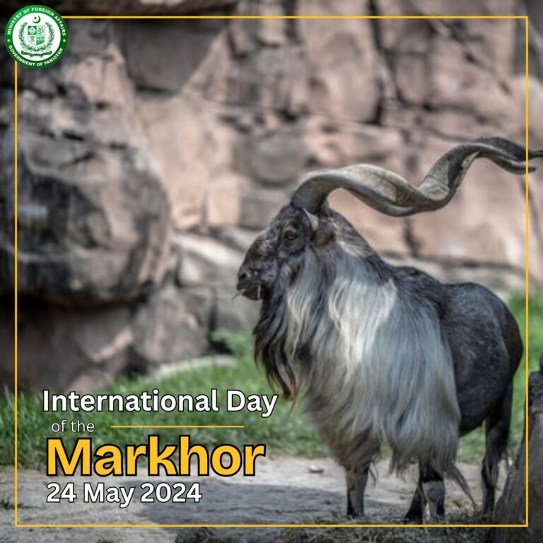 Majestic and resilient, the Markhor—Pakistan’s proud national animal